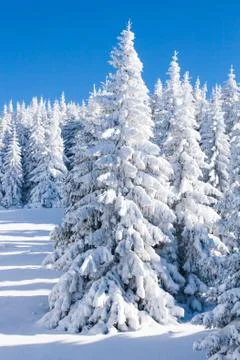 Pine trees covered by heavy snow Stock Photos