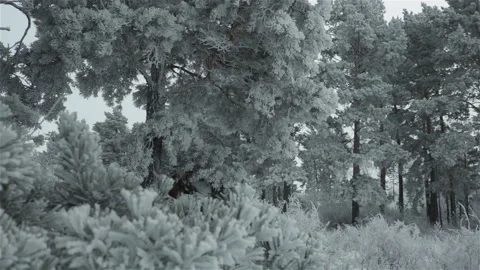 Pine trees covered hoarfrost and snow winter forest scene Stock Footage 118134997