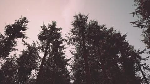 Pine trees covered with hoarfrost in the dark forest Stock Illustration