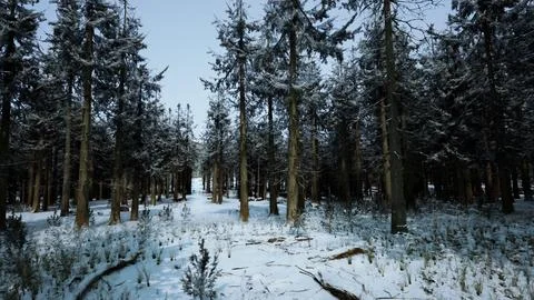 Pine trees covered with hoarfrost in the dark forest Stock Illustration