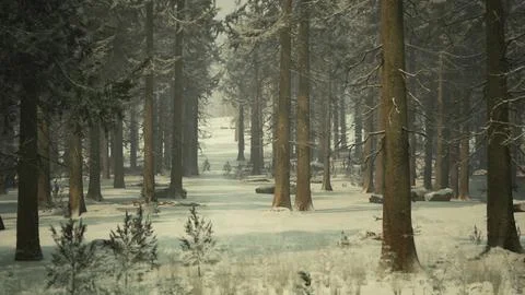 Pine trees covered with hoarfrost in the dark forest イラスト素材