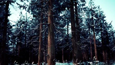 Pine trees covered with hoarfrost in the dark forest Stock Illustration