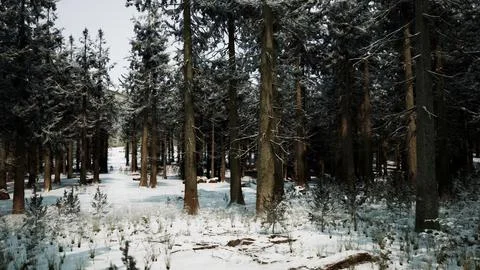 Pine trees covered with hoarfrost in the dark forest Stock Illustration