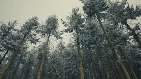Pine trees covered with hoarfrost in the dark forest Stock Illustration