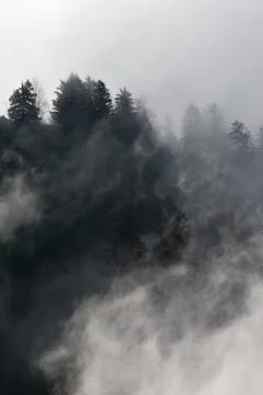 Pine trees covered in mist, black and white, whispy clouds Stock Photos