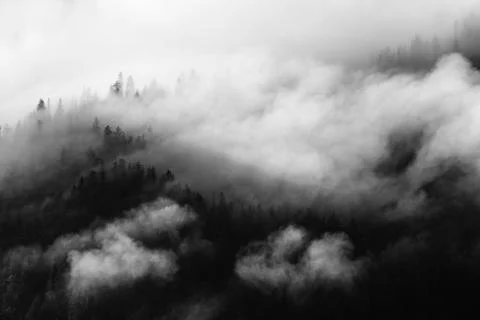 Pine trees covered in mist, black and white, whispy clouds Stockfoto's