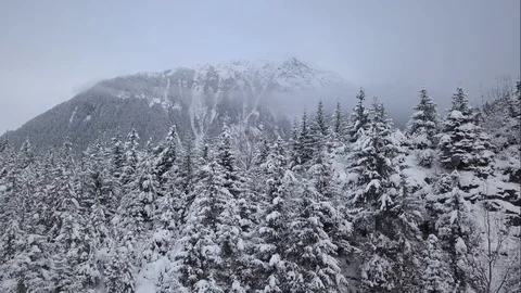 Pine trees covered with snow and snow capped mountain in background Stock Footage 104530163