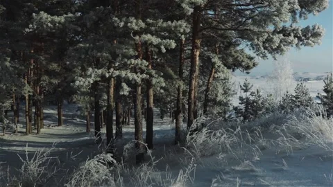 Pine trees covered snow and hoar frost winter scene Stock Footage 117786885