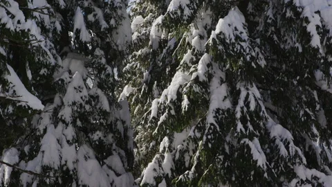 Pine trees covered in snow close up Vídeos de archivo 232472777