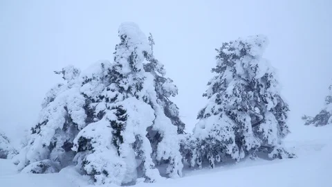 Pine trees covered with snow on cloudy day Stock Footage 86536916