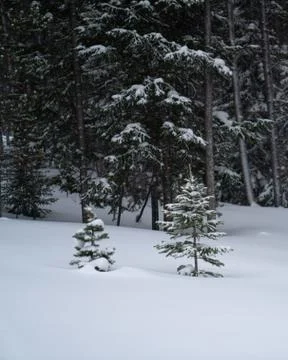Pine trees covered in snow during the winter Stock-Fotos