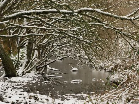 Pine trees covered in a snow during the winter Stock Photos