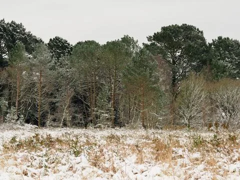 Pine trees covered in a snow during the winter Stock Photos