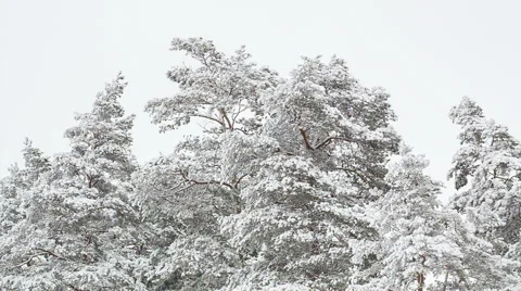 Pine trees covered with snow. Stockbeeldmateriaal 59952206