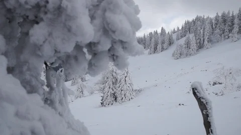 Pine trees covered with snow Stock Footage 77805906
