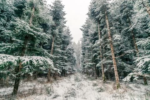 Pine trees covered with snow in a forest Stock Photos