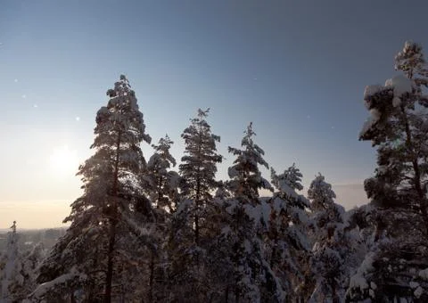 Pine trees covered by the snow Stock Photos