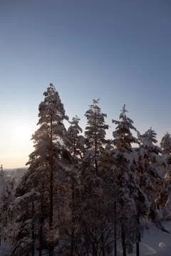 Pine trees covered by the snow Stock Photos