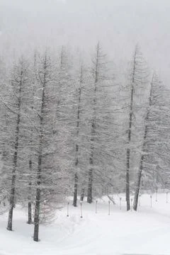 Pine trees covered with snow Foto stock
