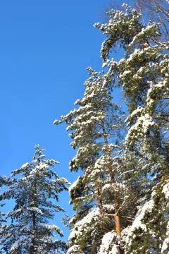 Pine trees covered with snow Stock Photos