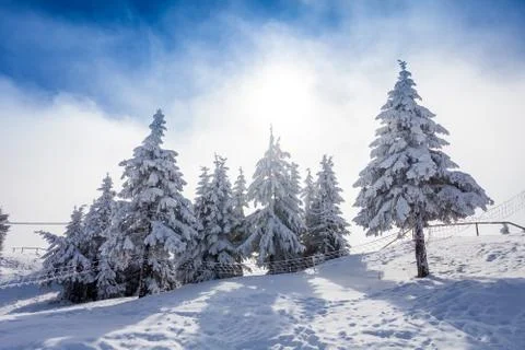 Pine trees covered in snow Stock Photos