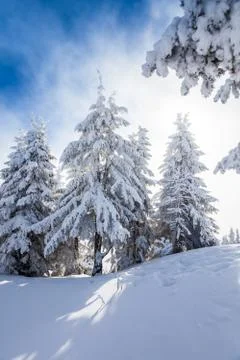 Pine trees covered in snow Stock Photos