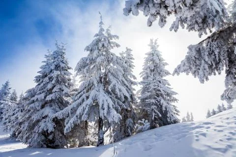 Pine trees covered in snow Stock Photos