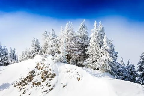 Pine trees covered in snow Stock Photos