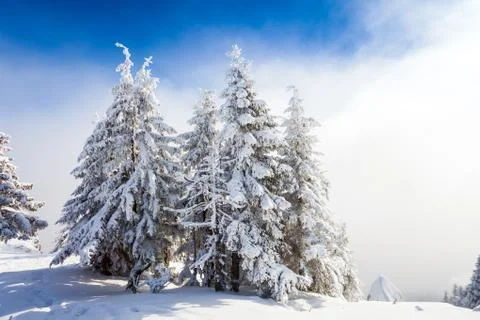 Pine trees covered in snow Stock Photos