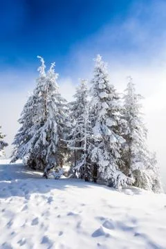 Pine trees covered in snow Stock Photos