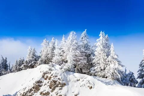 Pine trees covered in snow Stock Photos