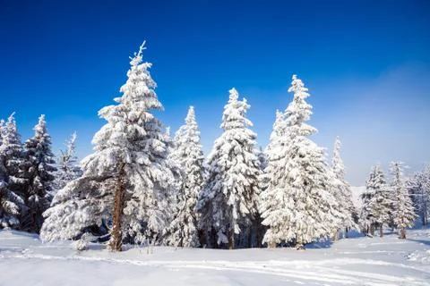 Pine trees covered in snow Stock Photos