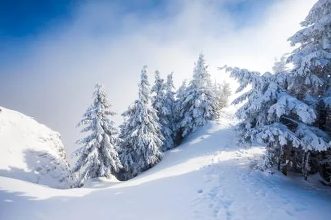 Pine trees covered in snow Stock Photos