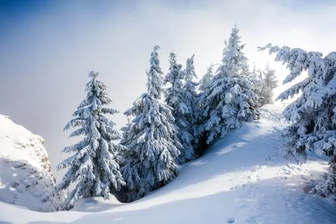 Pine trees covered in snow Stock Photos