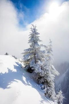 Pine trees covered in snow Stock Photos