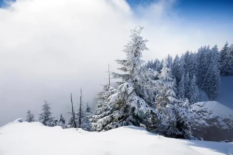 Pine trees covered in snow Stock Photos