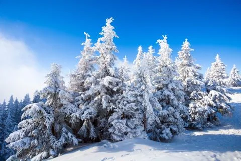 Pine trees covered in snow Stock Photos