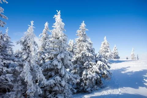 Pine trees covered in snow Stock Photos
