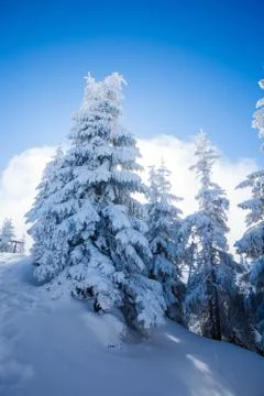 Pine trees covered in snow Stock Photos