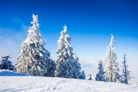 Pine trees covered in snow Stock Photos
