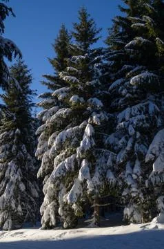 Pine trees covered in snow Stock Photos