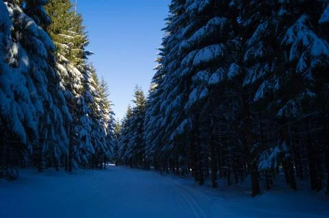 Pine trees covered in snow Stock Photos