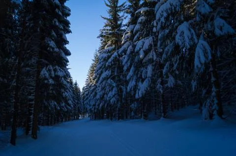 Pine trees covered in snow Stock Photos