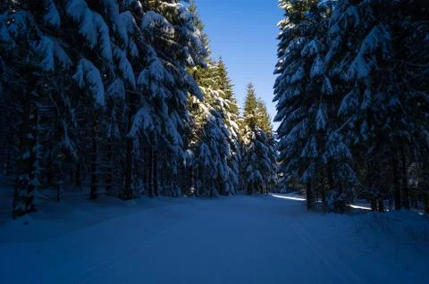 Pine trees covered in snow Stock Photos