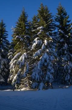 Pine trees covered in snow Stock Photos