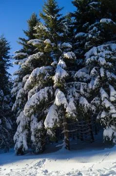 Pine trees covered in snow Stock Photos