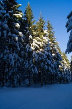 Pine trees covered in snow Stock Photos