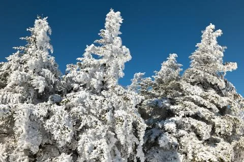 Pine trees covered by snow Stock Photos