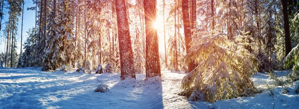Pine trees covered with snow Stock Photos