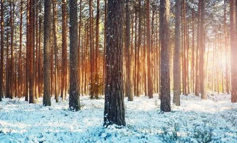 Pine trees covered with snow Stock Photos